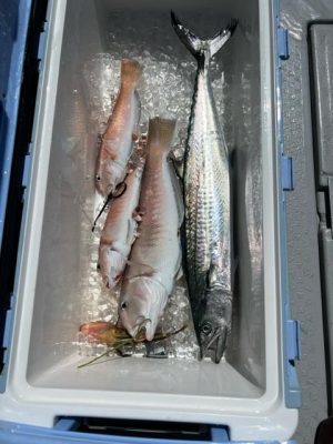 image1_2.jpeg